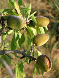 An Almond Tree