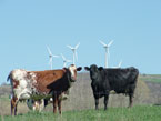 cows and wind turbines