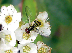 bee on flower