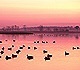 Geese on a pond at sunset