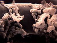 Rhizosphere Bacteria