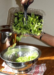 Cutting Lettuce BP