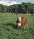 Cow in pasture