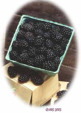 Blackberry Box