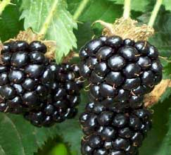 blackberries