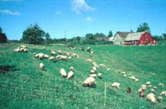 sheep grazing hillside