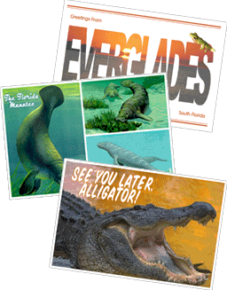 Everglades postcards