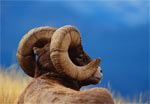 Bighorn Ram