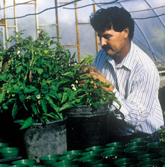 researcher in greenhouse