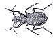 Ground Beetle