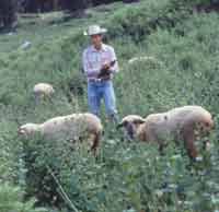 Grazing Sheep