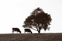 Tree in Pasture