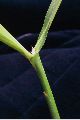 View a larger version of this image and Profile page for Sorghum halepense (L.) Pers.