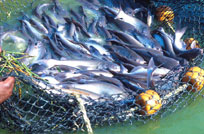 Market=size catfish under harvest