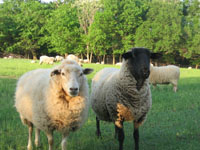 Most sheep in a flock are not visably affected by parasites.