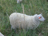 Sheep breeds such as Gulf Coast Native show
resistance to parasites.