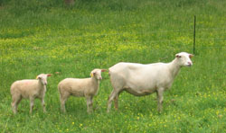 Katahdin ewe and lambs.