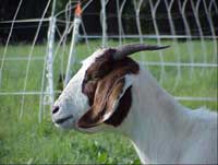 Bottle jaw is a sign of parasitism.