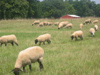 Sheep grazing at Maple Gorge Farm in Prairie Grove, 
      Arkansas.