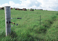 rotational grazing fence