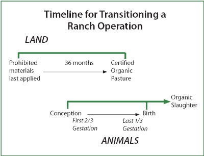 ranch transition timeline