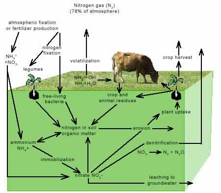 Figure 5. Nitrogen Cycle