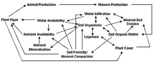 Figure 1. Nutrient Cycles in Pastures.