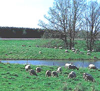 grazing sheep