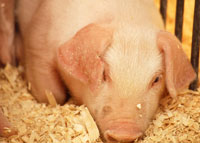 Closeup of a piglet.