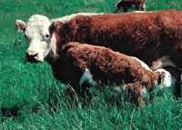 Calf feeding