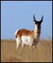 Photo of Antelope