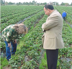 inspecting organic strawberries