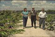 NRCS conservationists examine fallen trees and plants at a nursery in Dade County, Florida, in the aftermath of Hurricane Katrina.