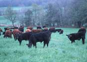 Cows grazing. NRCS image.