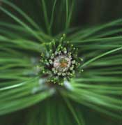 Close-up of Pine Tree