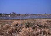 Wetlands with bird flocks