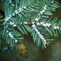 Impacts of Eastern Hemlock Mortality on Southern Appalachian Ecosystems