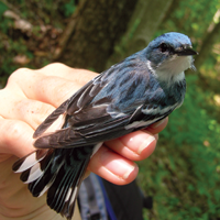 GIS Model of Non-Breeding Range of Cerulean Warbler