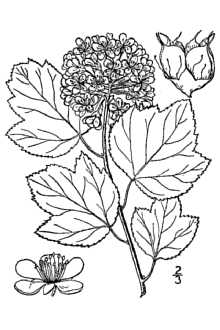 Line Drawing of Physocarpus opulifolius (L.) Maxim. var. opulifolius