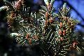 View a larger version of this image and Profile page for Pseudotsuga menziesii (Mirb.) Franco