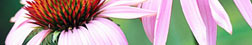 Coneflowers