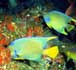 Photograph of fish feeding beneath a platform.