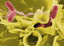 Salmonella microscopic image