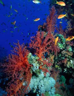 Coral reef ecosystem