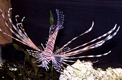 lionfish