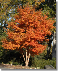 Three Flower Maple