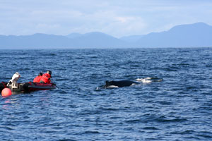 Stranding network team working to free a humpback