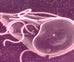 Scientific close-up photo of a giardia parasite