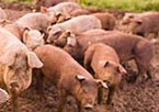 Pigs on a farm.