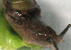 Parmarion martensi: a semi-slug commonly found in Hawaii.